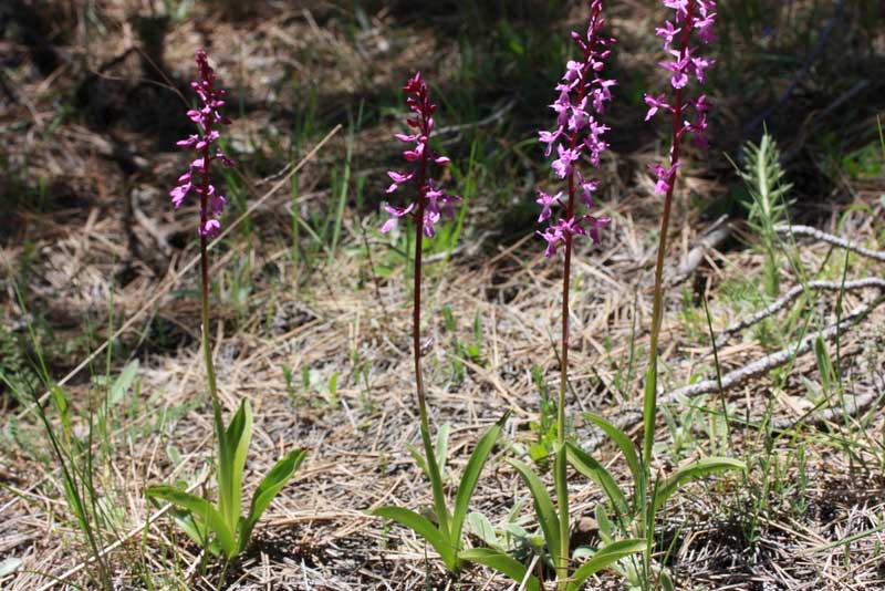 Orchis mascula subsp. pinetorum \ Kiefernwald-Knabenkraut, TR  Pinarlar - Denizli 3.5.2010 (Photo: Jan & Liesbeth Essink)