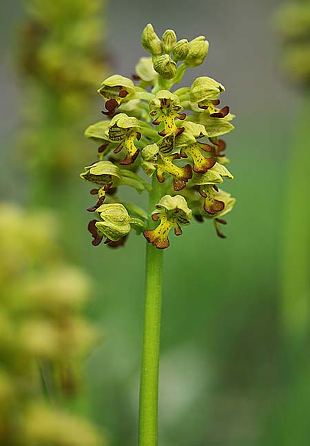 Orchis punctulata \ Punktiertes Knabenkraut, TR  Manavgat 23.3.2016 (Photo: Helmut Presser)