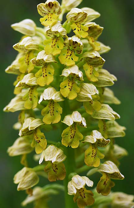 Orchis punctulata \ Punktiertes Knabenkraut, TR  Manavgat 23.3.2016 (Photo: Helmut Presser)