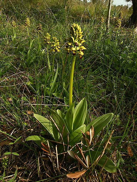 Orchis punctulata \ Punktiertes Knabenkraut, TR  Manavgat 23.3.2016 (Photo: Helmut Presser)