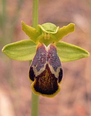 Ophrys attaviria x phaseliana, TR   Provinz Mugla, Dalaman, Karacaören 7.5.2007 (Photo: Werner Hahn)