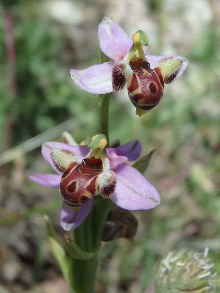 Ophrys schulzei \ Schulzes Ragwurz / Schulze's Bee Orchid, TR  Antakya 24.5.2018 (Photo: Luc Segers)