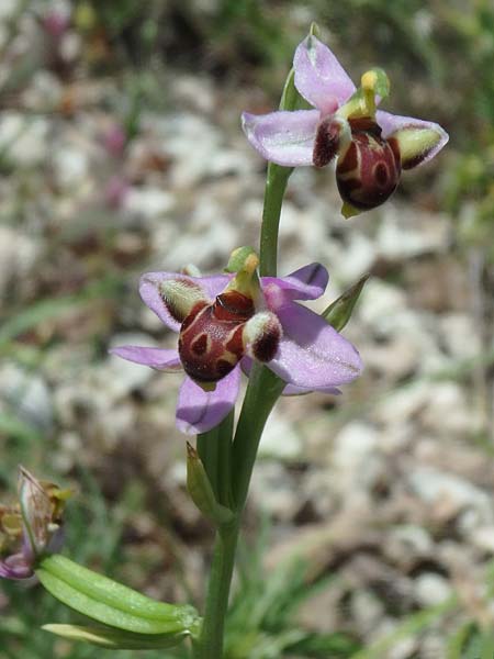 Ophrys schulzei \ Schulzes Ragwurz / Schulze's Bee Orchid, TR  Antakya 24.5.2018 (Photo: Luc Segers)