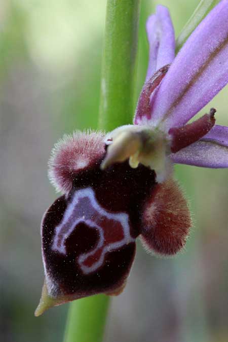 Ophrys straussii \ Strauss-Ragwurz / Strauss' Bee Orchid, TR  Ugurlu - Konya 12.5.2010 (Photo: Jan & Liesbeth Essink)