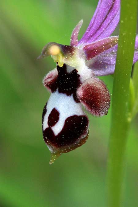 Ophrys straussii \ Strauss-Ragwurz / Strauss' Bee Orchid, TR  Bademli - Antalya 12.5.2010 (Photo: Jan & Liesbeth Essink)