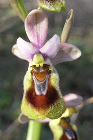 Ophrys tenthredinifera subsp. villosa \ Östliche Wespen-Ragwurz, TR  Manavgat 18.2.2010 (Photo: Helmut Presser)