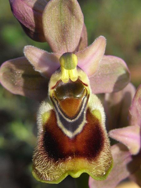 Ophrys tenthredinifera subsp. villosa \ Östliche Wespen-Ragwurz, TR  Manavgat 18.2.2010 (Photo: Helmut Presser)