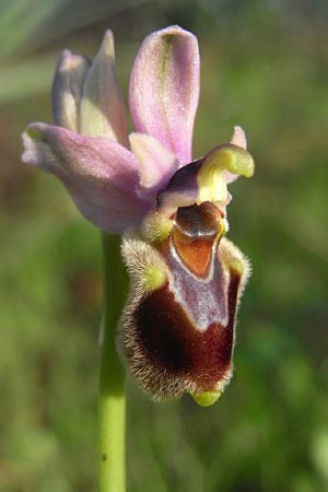 Ophrys tenthredinifera subsp. villosa \ Östliche Wespen-Ragwurz, TR  Manavgat 18.2.2010 (Photo: Helmut Presser)