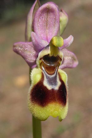 Ophrys tenthredinifera subsp. villosa \ Östliche Wespen-Ragwurz, TR  Manavgat 18.2.2010 (Photo: Helmut Presser)