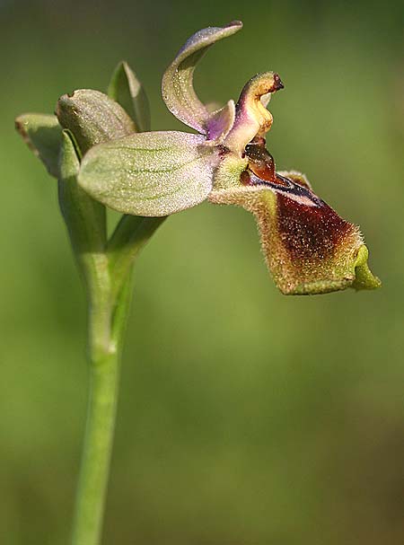 Ophrys tenthredinifera subsp. villosa \ Östliche Wespen-Ragwurz, TR  Manavgat 22.3.2016 (Photo: Helmut Presser)