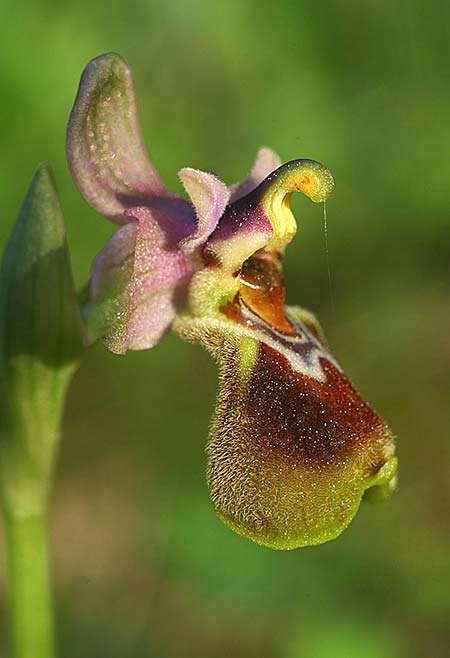 Ophrys tenthredinifera subsp. villosa \ Östliche Wespen-Ragwurz, TR  Manavgat 22.3.2016 (Photo: Helmut Presser)