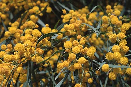 Acacia retinodes \ Immerbl�hende Akazie, Tunesien Hammamet 20.3.1997