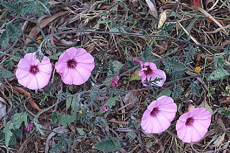 Convolvulus althaeoides \ Malvenbl�ttrige Winde / Mallow Bindweed, Tunesien/Tunisia Hammamet 20.3.1997