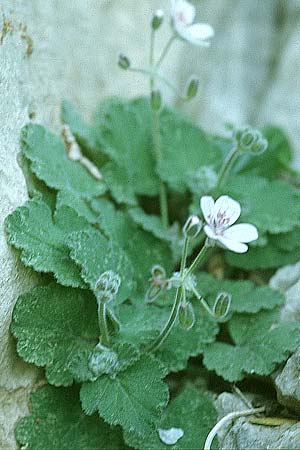 Erodium malacoides \ Malvenbl&auml;ttriger Reiherschnabel / Soft Stork's-Bill, Tunesien/Tunisia Zaghouan 18.3.1997