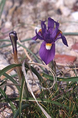 Moraea sisyrinchium \ Mittags-Schwertlilie, Kleine Sand-Iris / Barbary Nut Iris, Tunesien/Tunisia Kelibia 16.3.1997