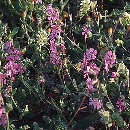 Silene pendula ? \ H&auml;ngendes Leimkraut / Nodding Catchfly, Nodding Campion, Tunesien/Tunisia Tuburbo Majus 18.3.1997