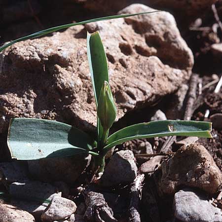 Tulipa sylvestris subsp. australis \ S&uuml;dliche Wild-Tulpe / Wild Tulip, Tunesien/Tunisia Zaghouan 18.3.1997
