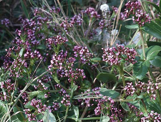 Fedia cornucopiae \ F&uuml;llhorn-Fedie / Horn of Plenty, Tunesien/Tunisia Kelibia 16.3.1997