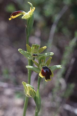 Ophrys aspea / Aspis Ophrys, Tunisia,  Hammamet 20.3.1997 